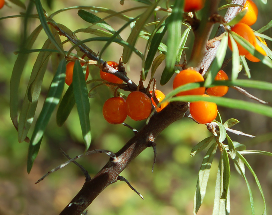 Image of Hippophae rhamnoides specimen.