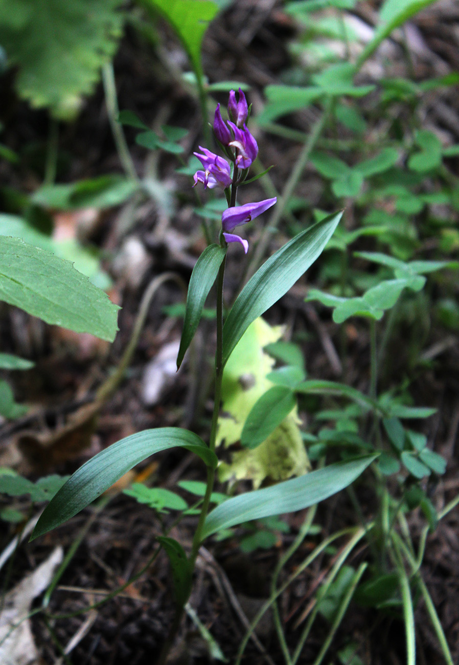 Image of Cephalanthera rubra specimen.