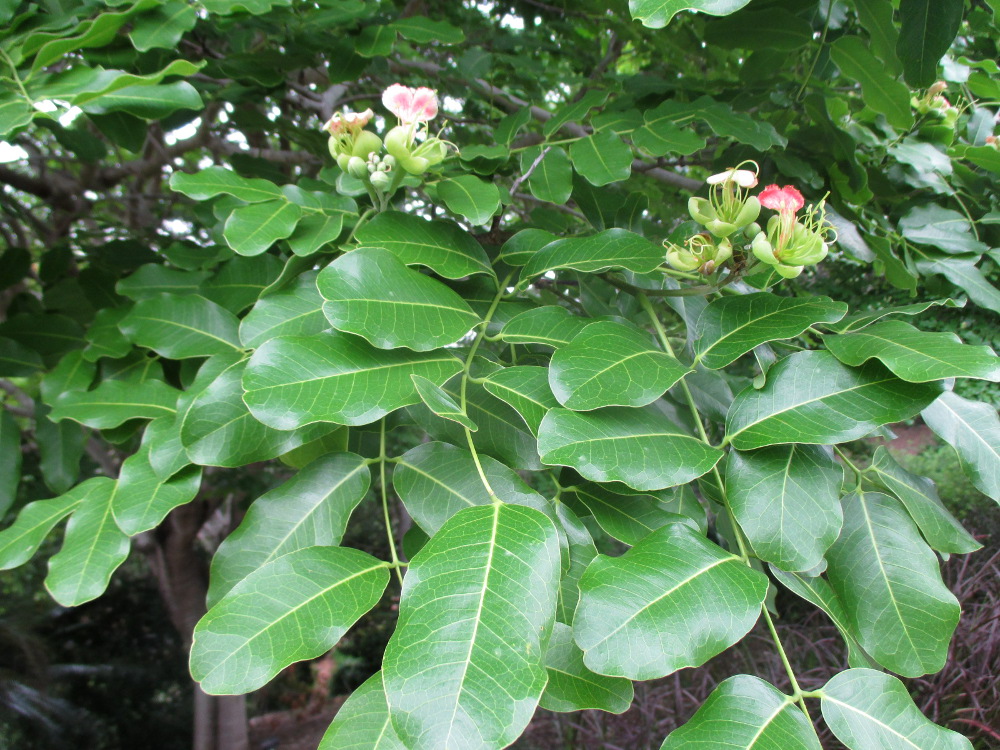 Image of Afzelia quanzensis specimen.