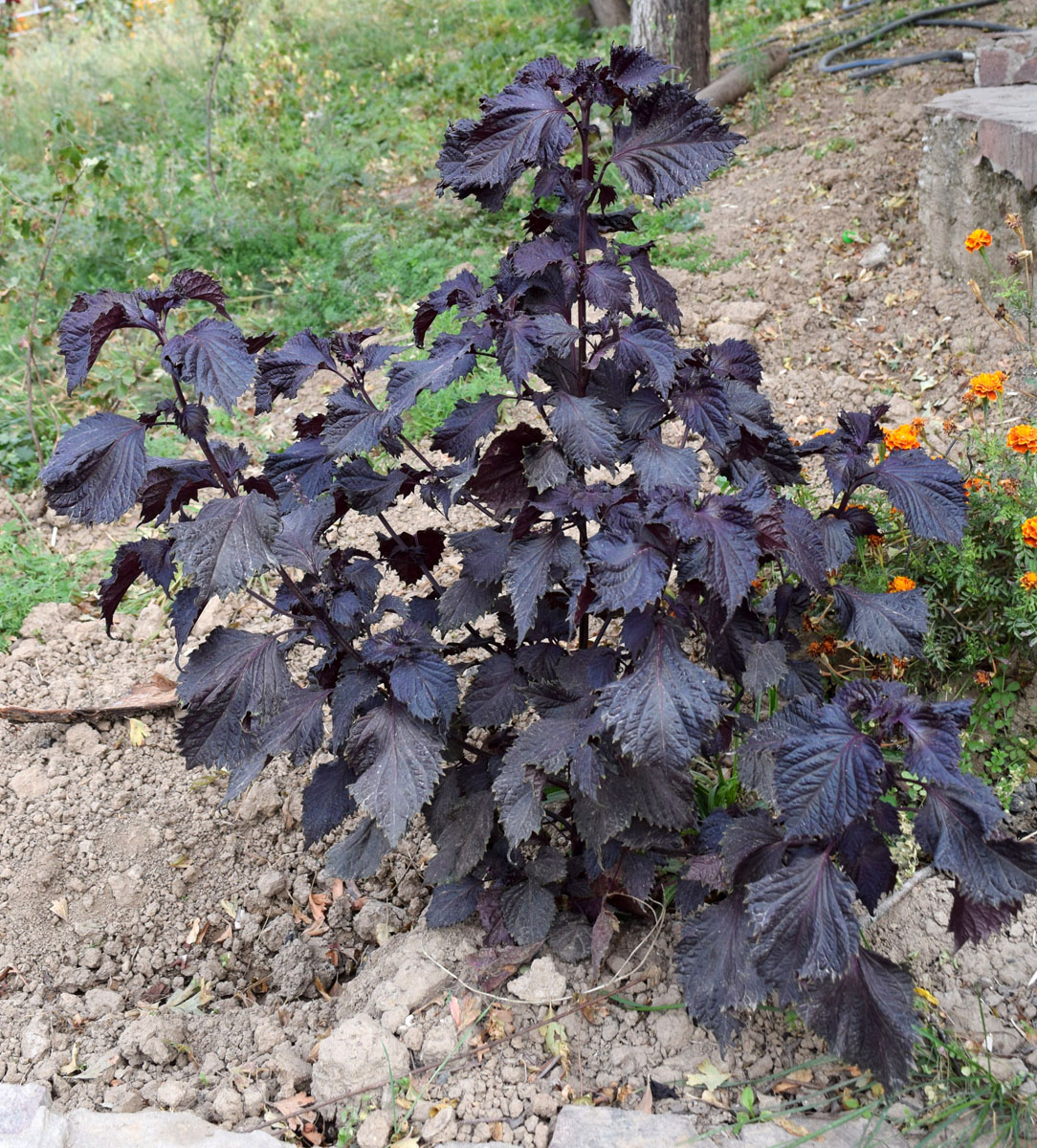 Image of Perilla nankinensis specimen.