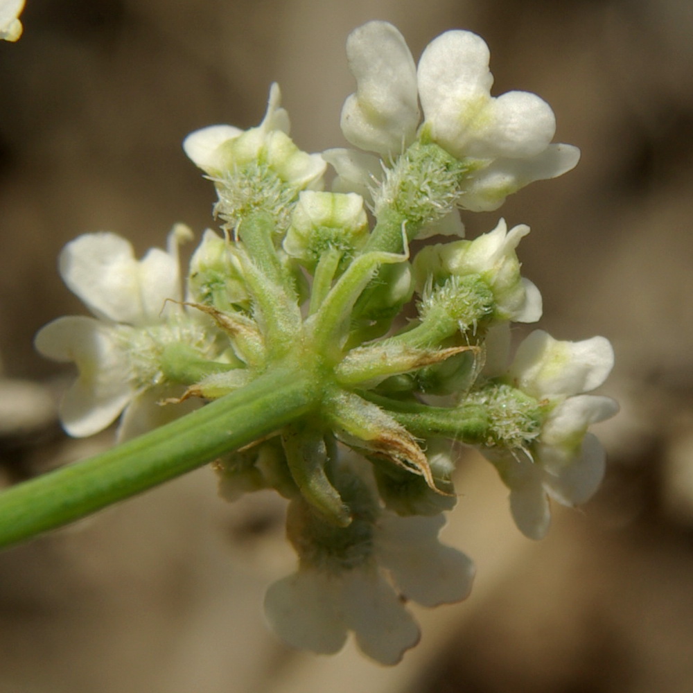 Image of Astrodaucus littoralis specimen.