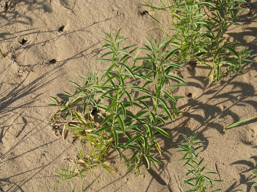 Изображение особи Thermopsis lanceolata.