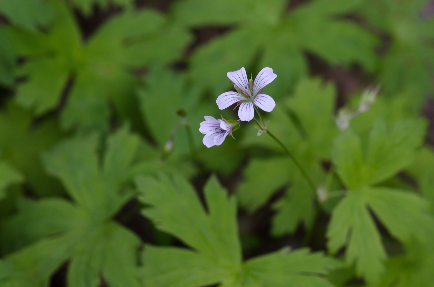 Image of Geranium albiflorum specimen.