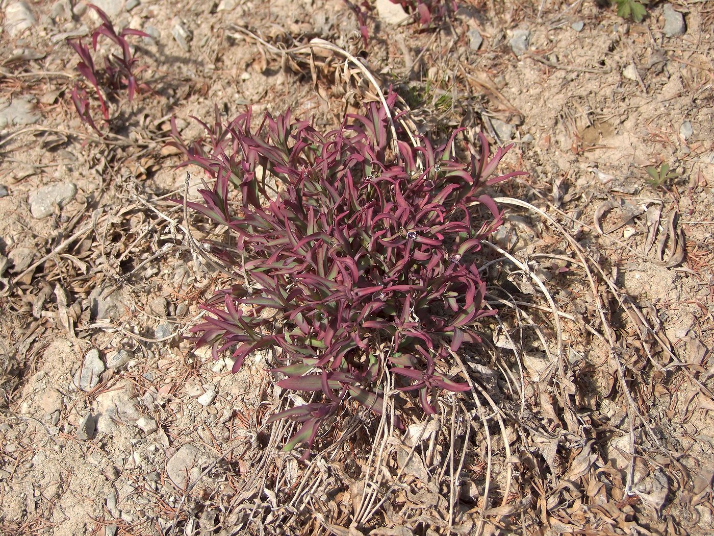 Image of Chamaenerion latifolium specimen.