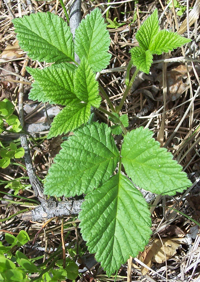 Image of Rubus saxatilis specimen.