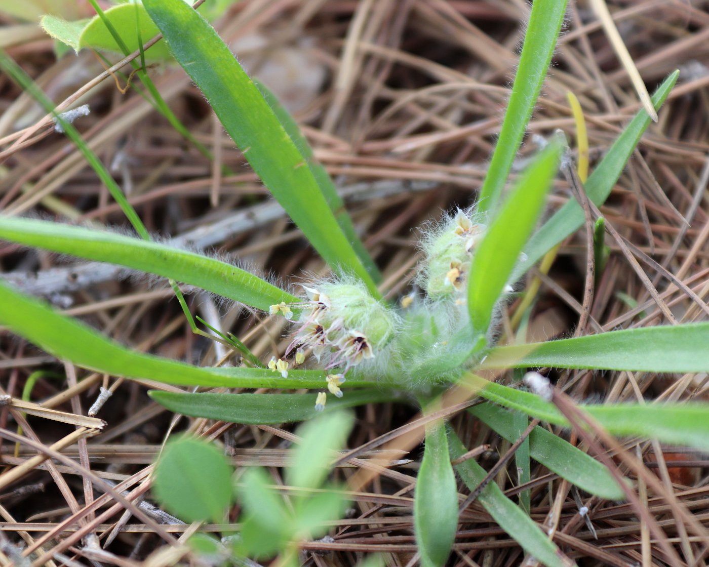 Image of Plantago cretica specimen.