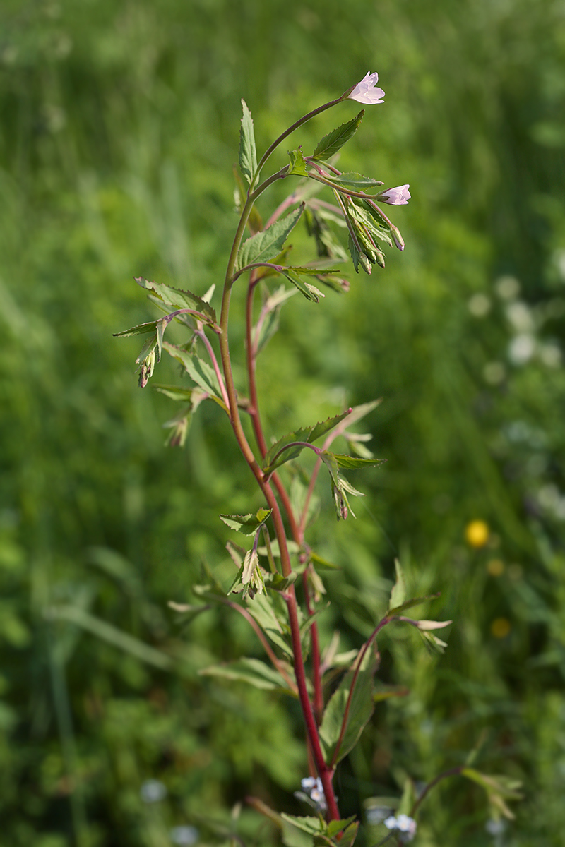 Image of Epilobium adenocaulon specimen.