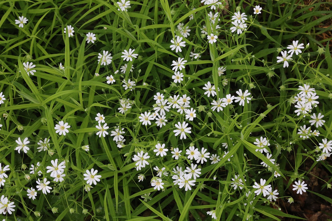 Image of Stellaria holostea specimen.