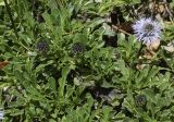 Globularia cordifolia. Прикорневые розетки и побеги с нераспустившимися и рапустившимся соцветиями. Испания, автономное сообщество Каталония, провинция Жирона, комарка Сельва, муниципалитет Сускеда, окр. деревни Сант-Марти-Сакальм, 835 м н.у.м., близ растущей на выгоне куртины из Quercus ilex и Rubus ulmifolius. 08.05.2018.