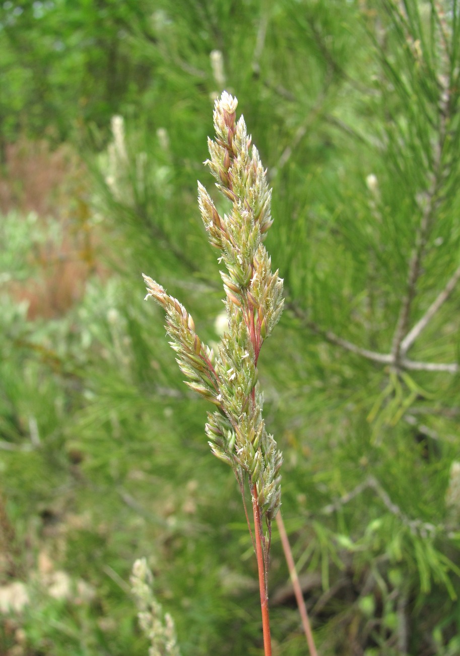 Image of genus Poa specimen.