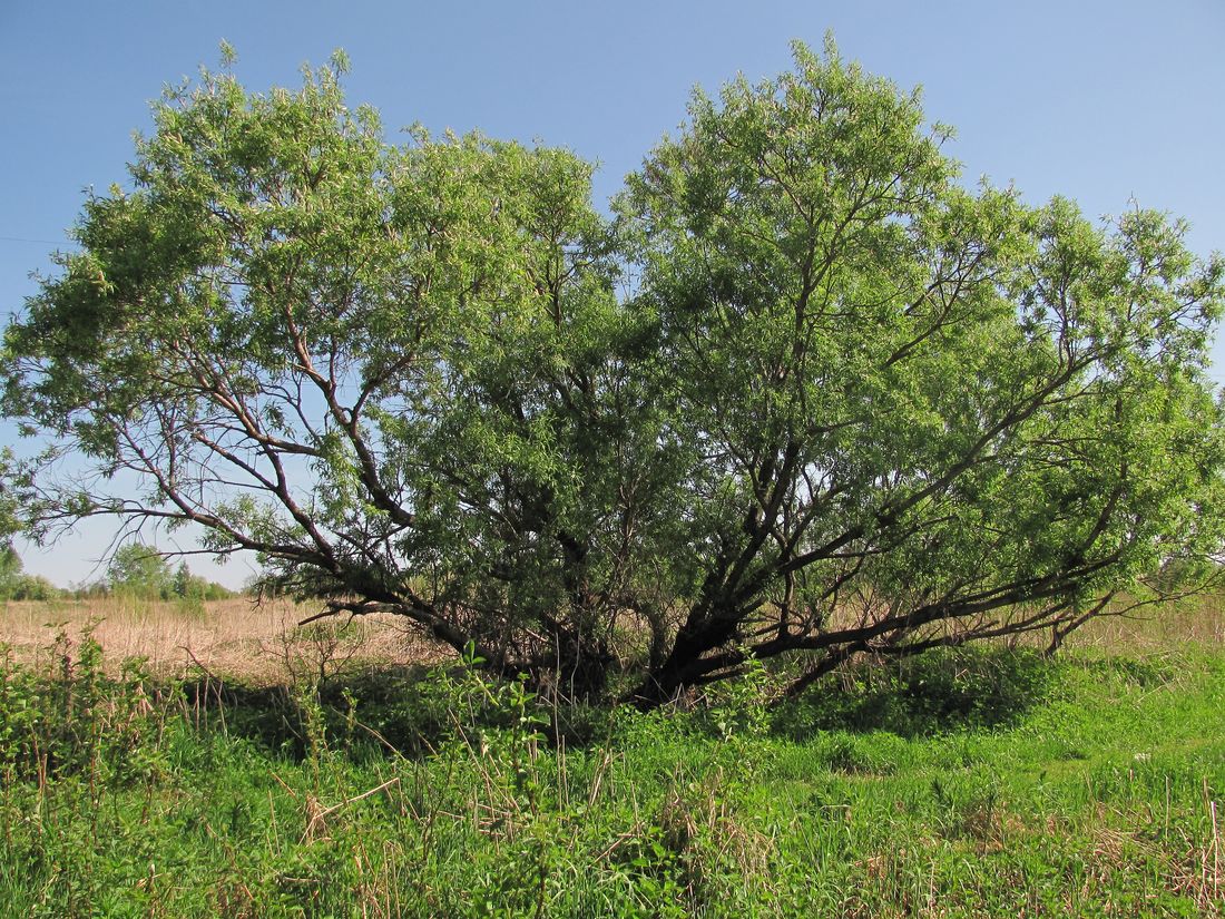 Изображение особи Salix gmelinii.