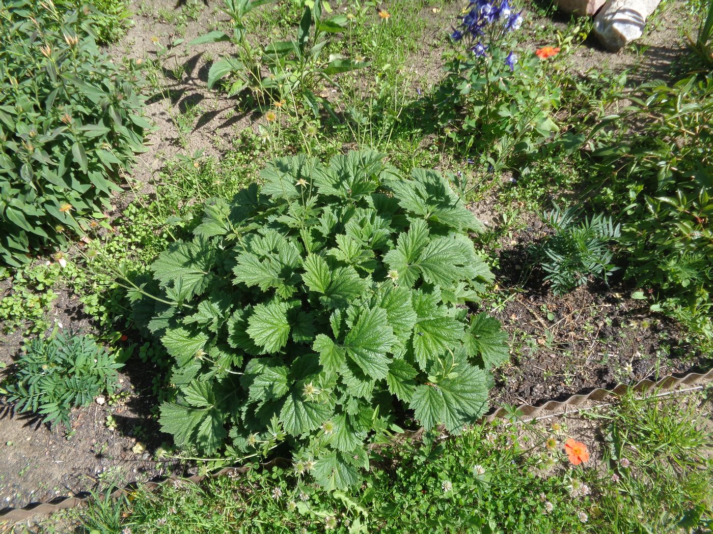 Image of Geum quellyon specimen.