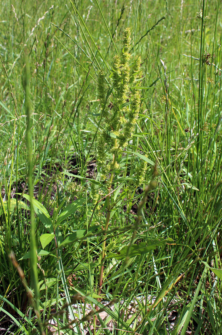 Image of Rumex maritimus specimen.