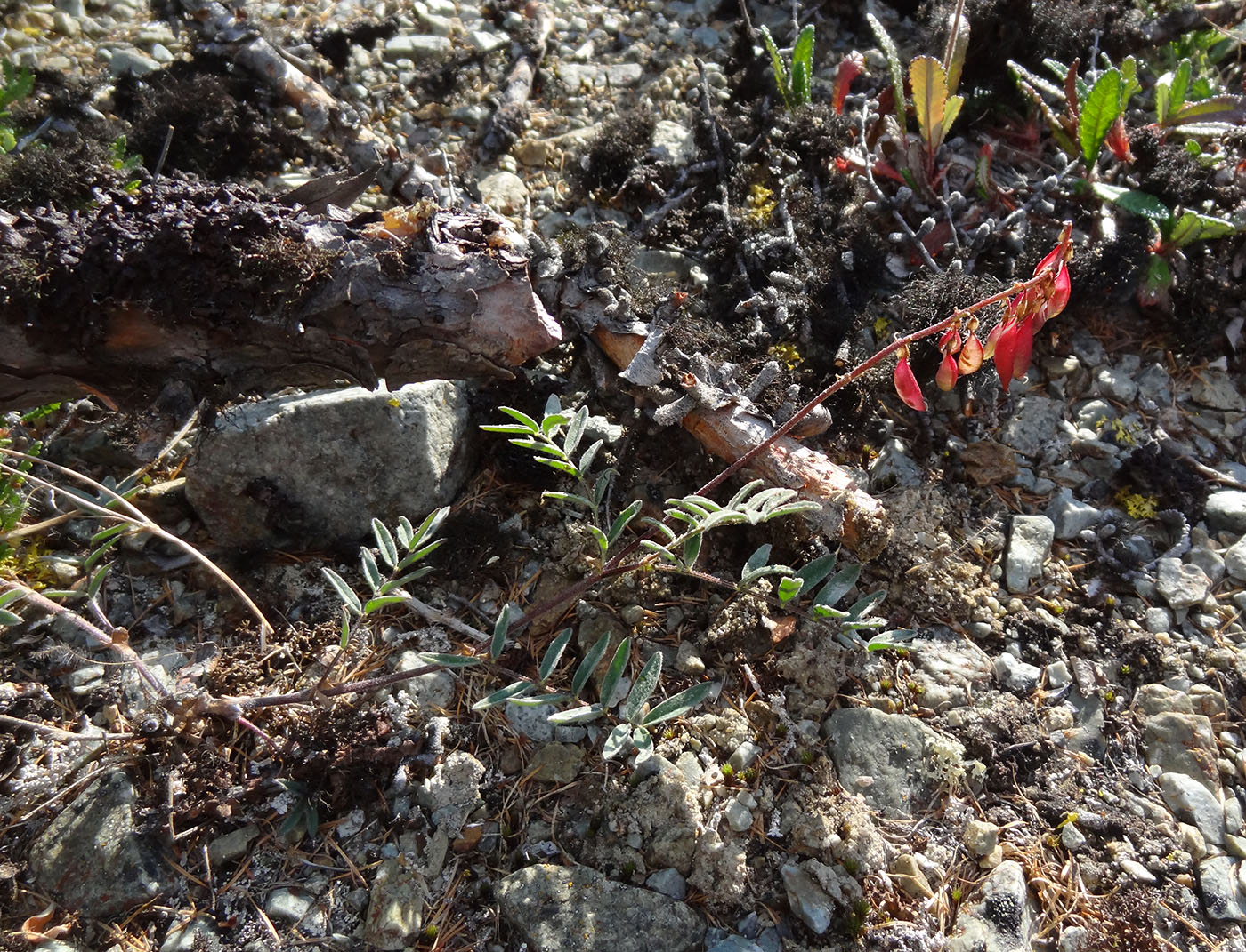 Image of familia Fabaceae specimen.