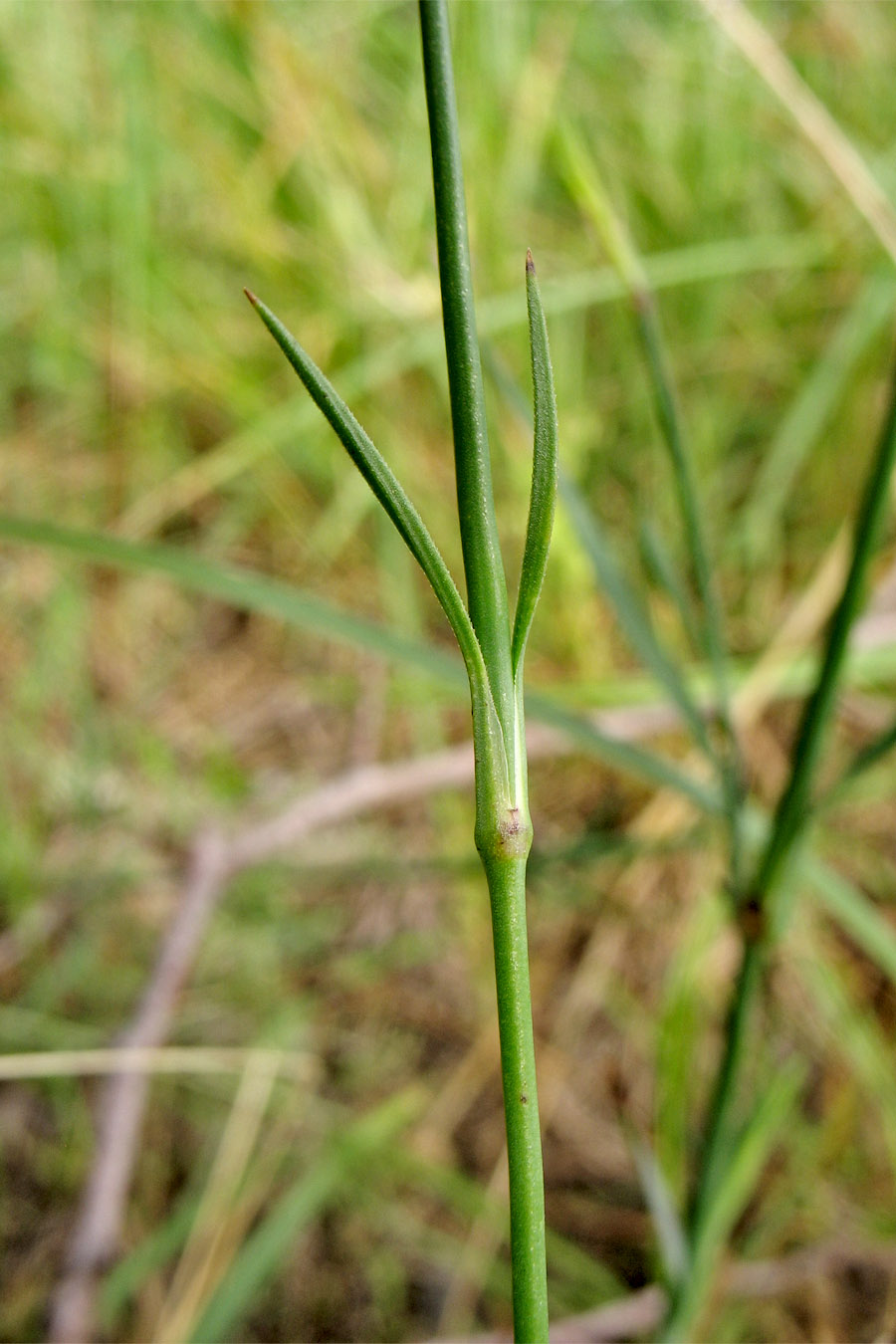 Image of Petrorhagia prolifera specimen.