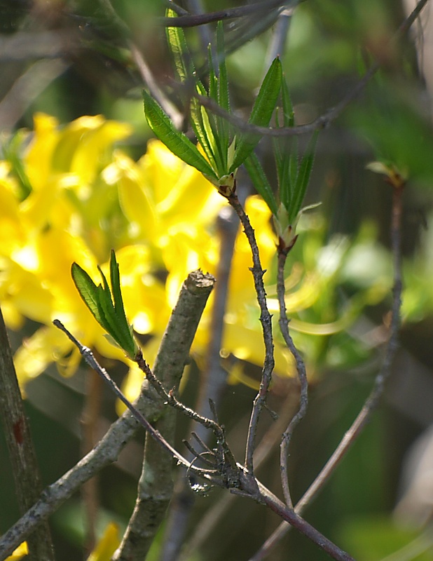 Изображение особи Rhododendron luteum.