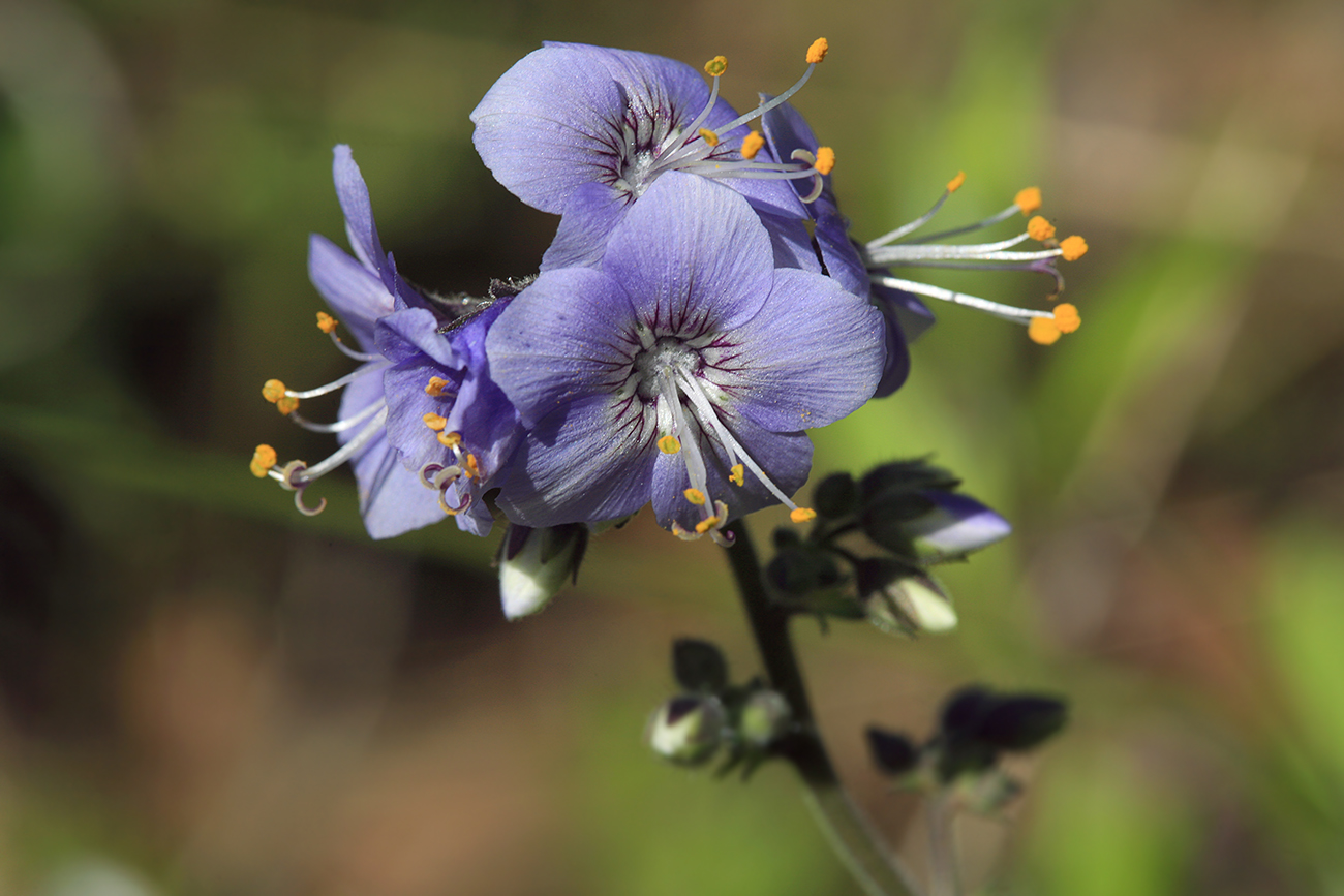 Image of Polemonium chinense specimen.