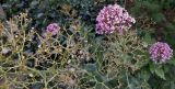 Centranthus ruber. Соплодия и соцветия. Крым, г. Судак, парк гостиницы, в культуре. 19.06.2017.