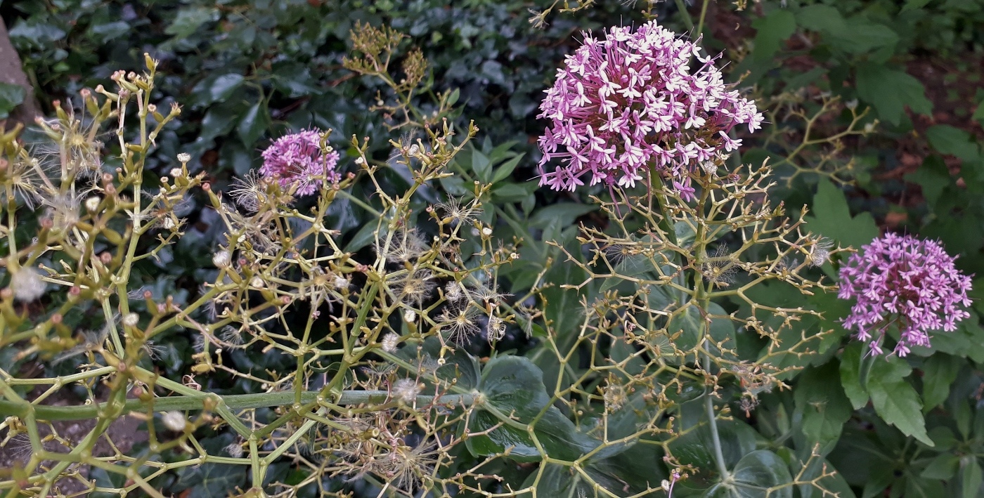 Image of Centranthus ruber specimen.