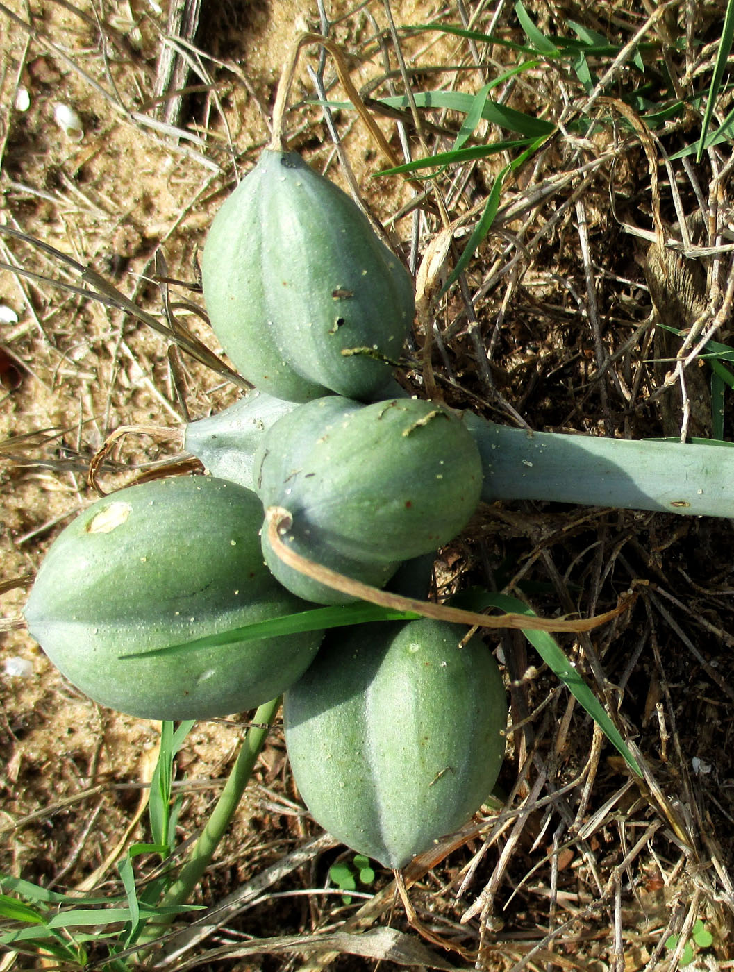 Изображение особи Pancratium maritimum.