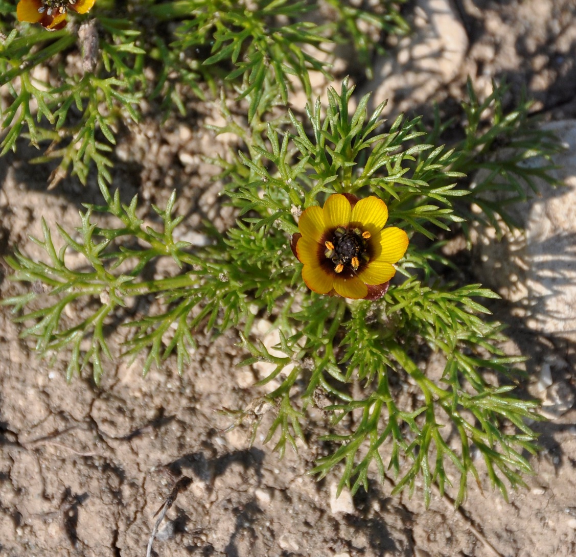 Изображение особи Adonis microcarpa.