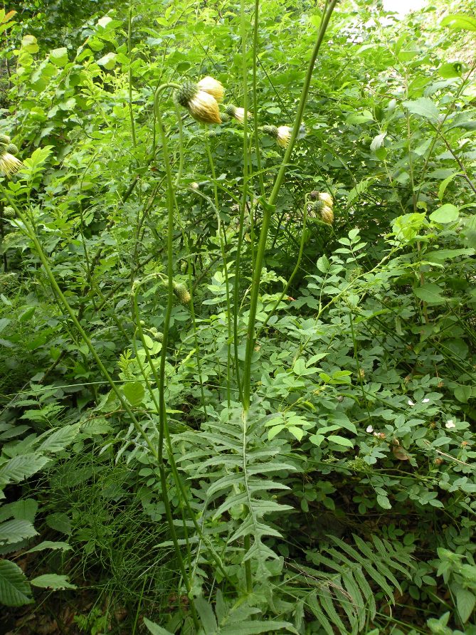 Image of Cirsium erisithales specimen.