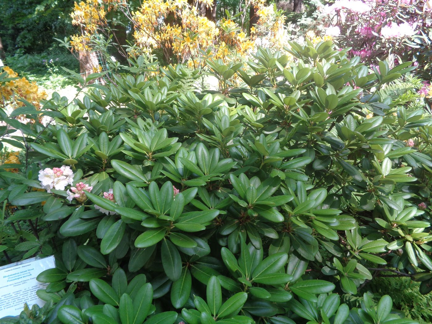 Image of genus Rhododendron specimen.