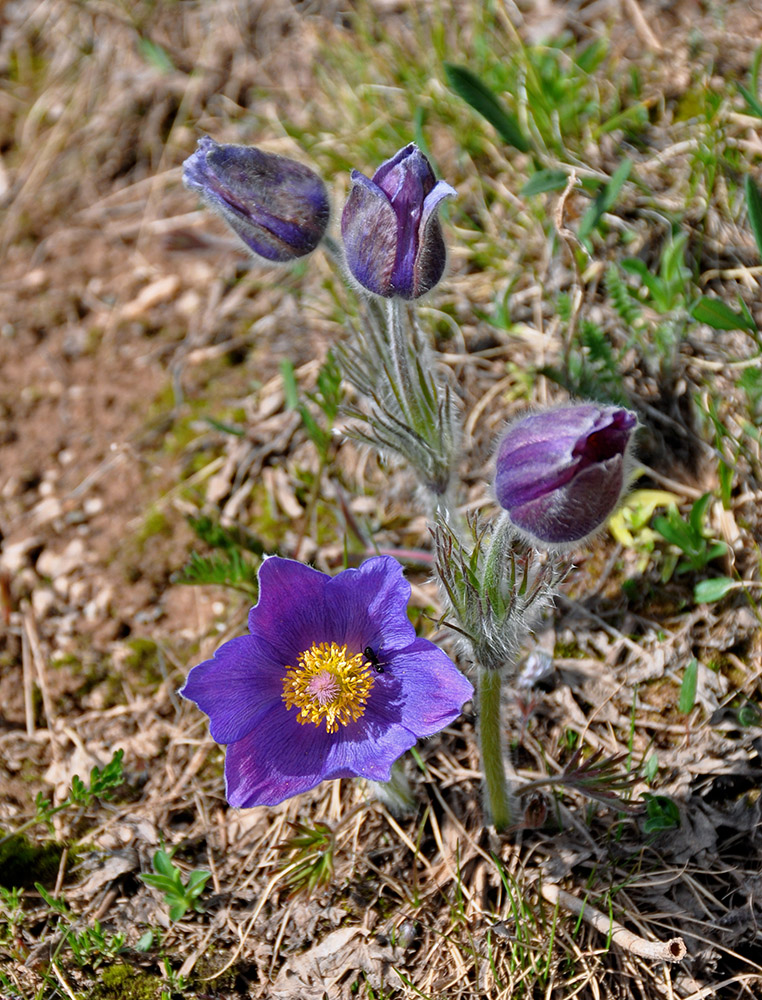 Image of Pulsatilla multifida specimen.