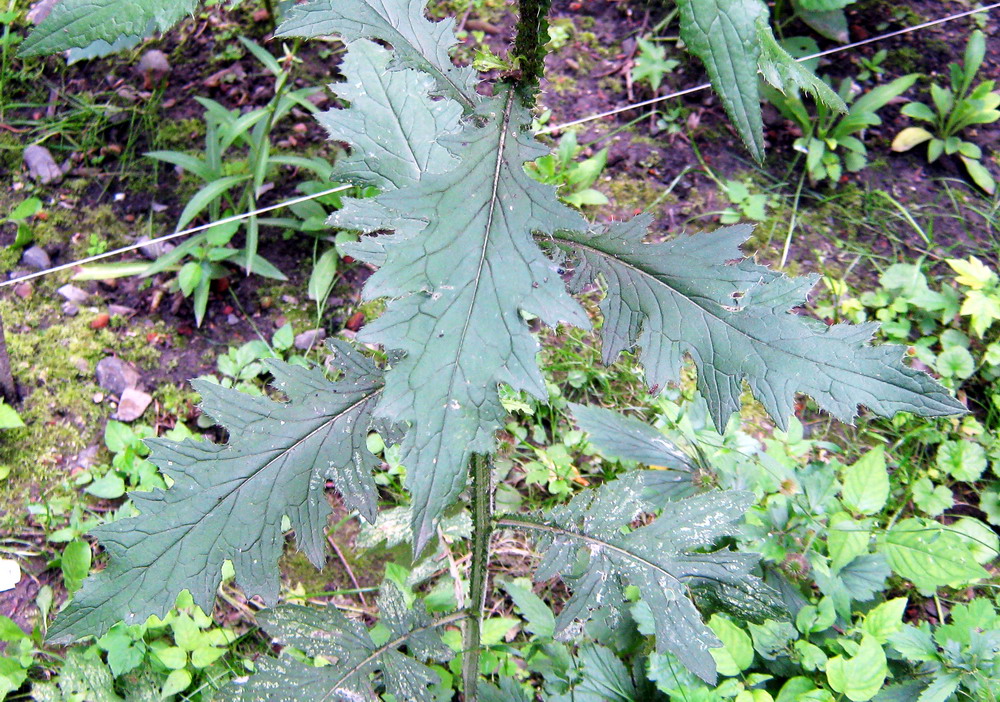 Image of Carduus crispus specimen.