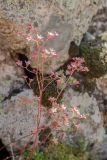 Saxifraga kolenatiana. Верхушки побегов с соцветиями. Кабардино-Балкария, Эльбрусский р-н, верховья долины р. Сылтрансу, ≈ 3000 м н.у.м., каменистый склон. 05.08.2019.