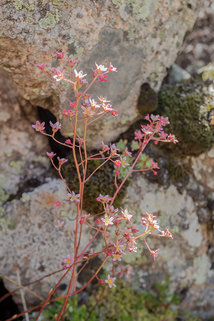 Image of Saxifraga kolenatiana specimen.