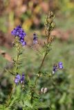 Aconitum