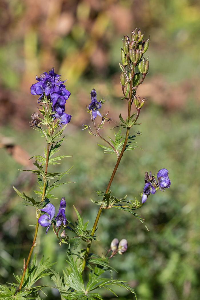 Image of genus Aconitum specimen.