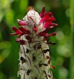 Pedicularis atropurpurea. Верхушка отцветающего соцветия. Карачаево-Черкесия, Карачаевский р-н, окр. пос. Домбай, ущелье р. Аманауз, луг на каменистом склоне. 28.08.2019.