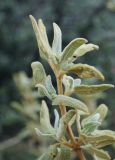 genus Phlomis. Ветвь. Турция, пров. Анталья, р-н Каш, окр. пос. Гелемиш, маквис. 30.12.2019.