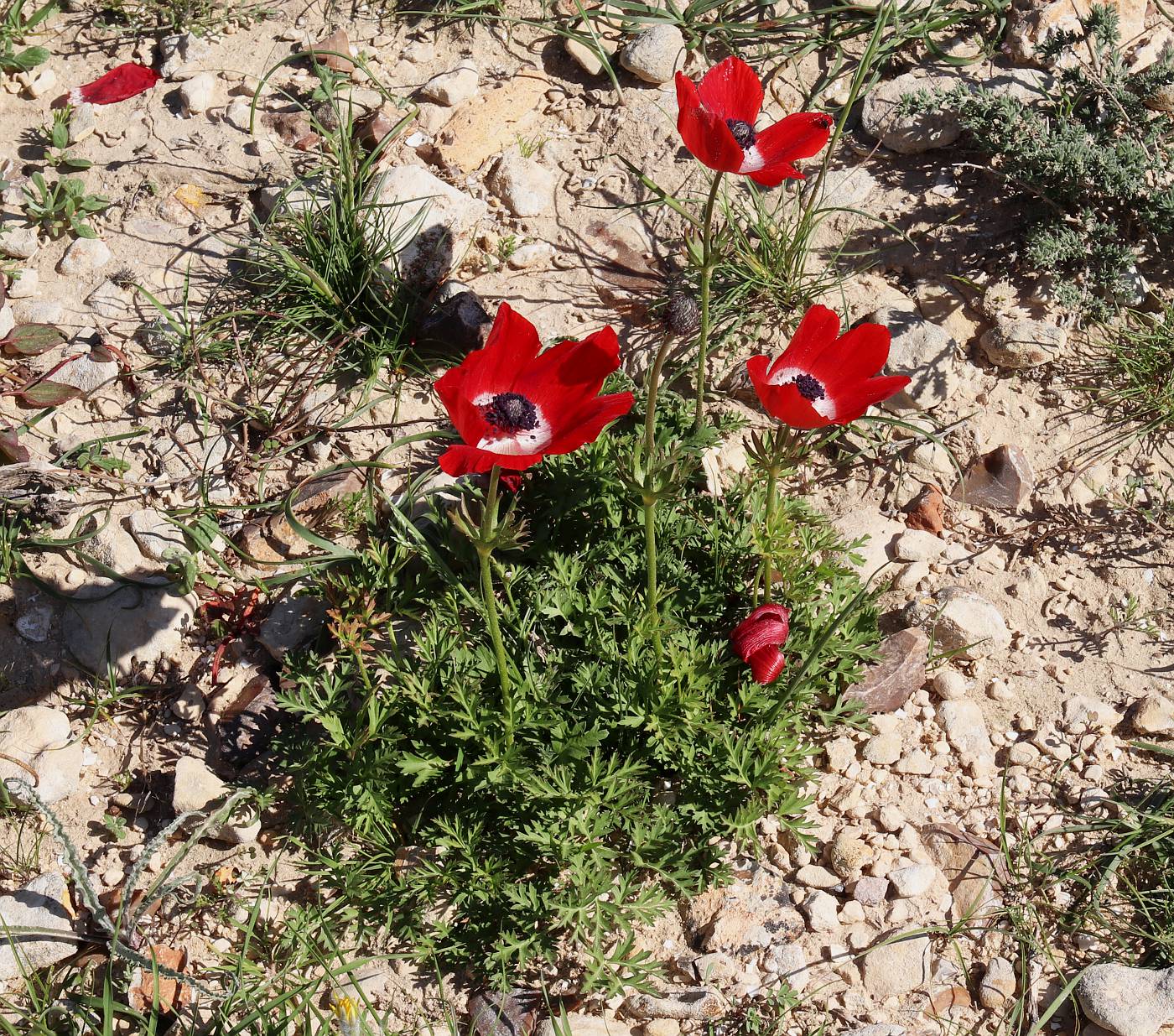 Изображение особи Anemone coronaria.