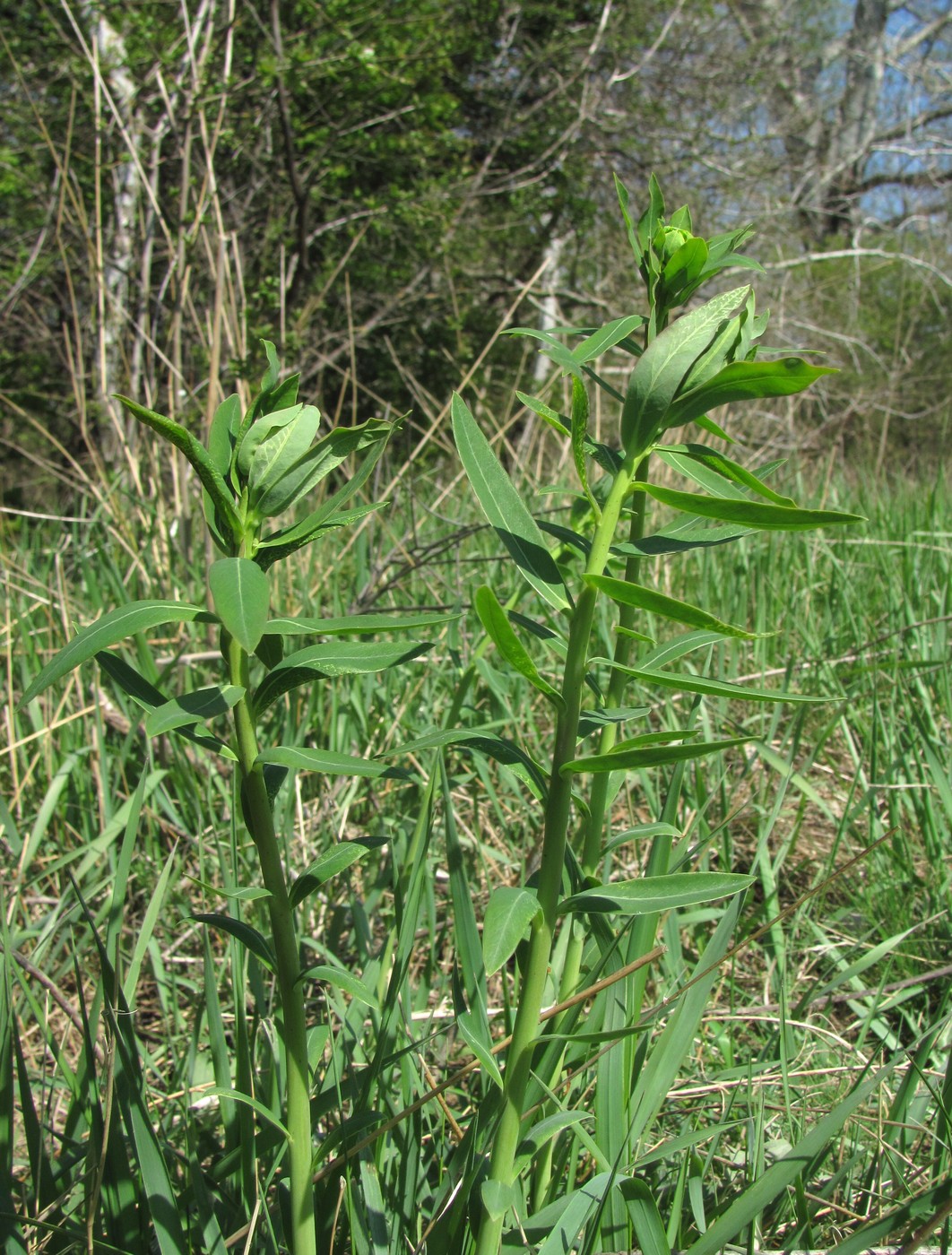 Image of Euphorbia iberica specimen.