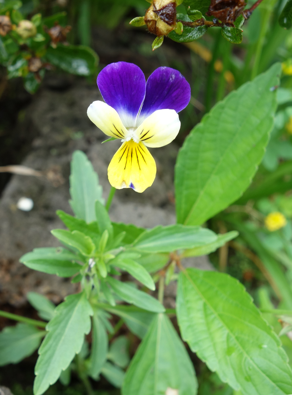 Изображение особи Viola tricolor.