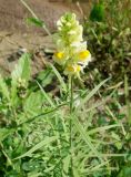 Linaria vulgaris. Верхушка побега с соцветием. Приморский край, окр. пос. Михайловка, разнотравный луг. 29.08.2019.