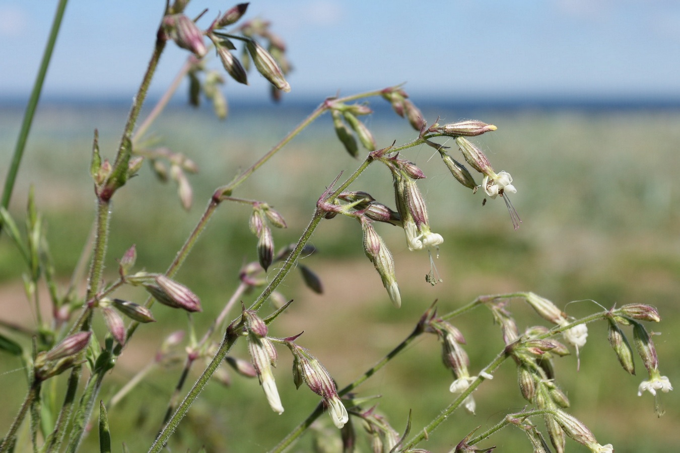 Изображение особи Silene nutans.