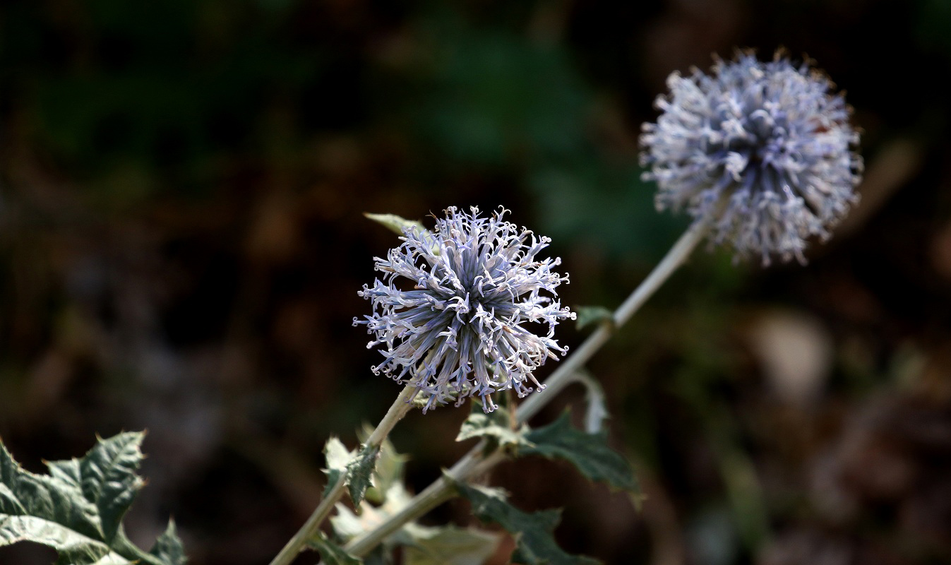 Изображение особи Echinops talassicus.