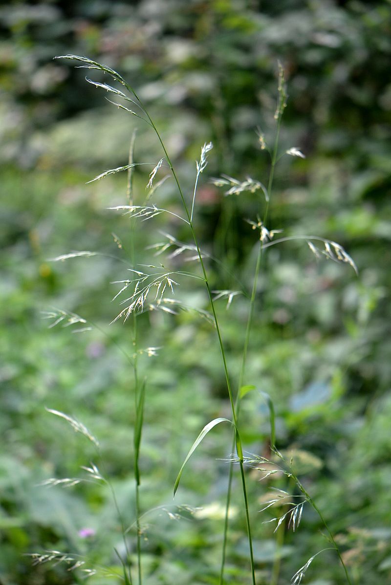 Image of Festuca gigantea specimen.