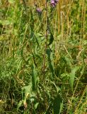 Centaurea phrygia