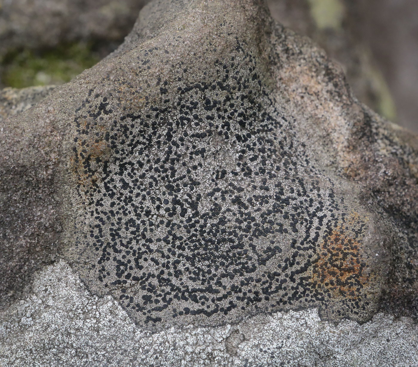 Image of familia Lecideaceae specimen.