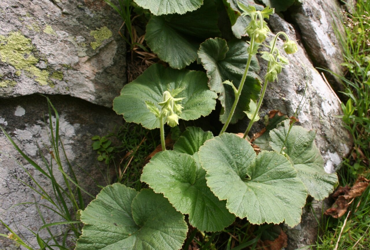 Изображение особи Geum bulgaricum.