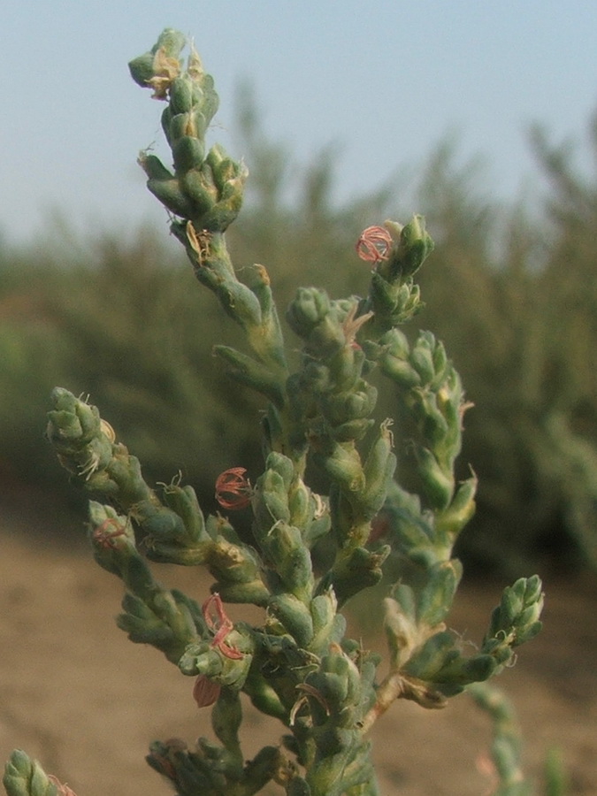 Image of Petrosimonia oppositifolia specimen.