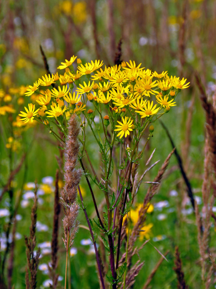 Image of Senecio jacobaea specimen.