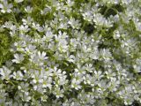 Cerastium beeringianum