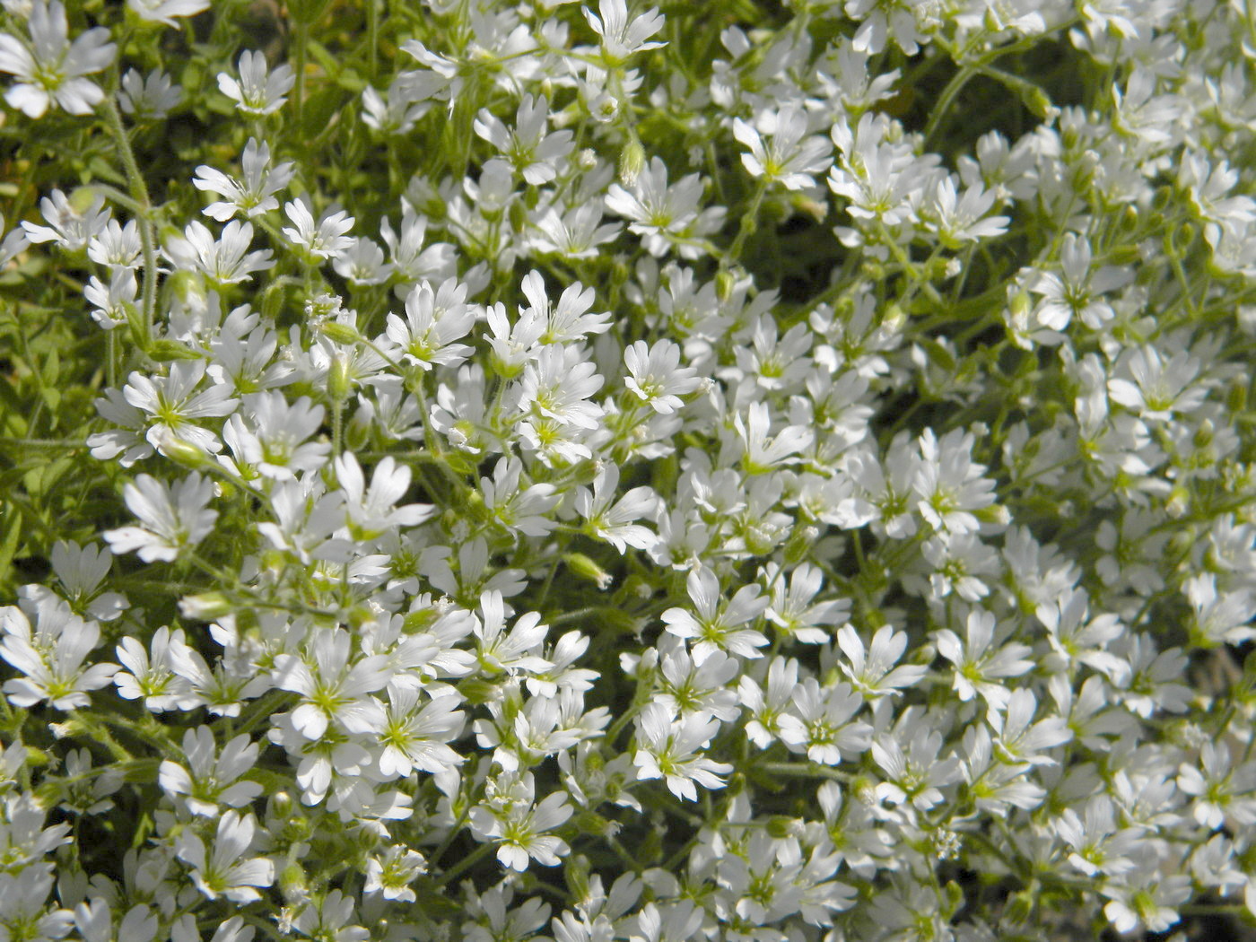 Image of Cerastium beeringianum specimen.