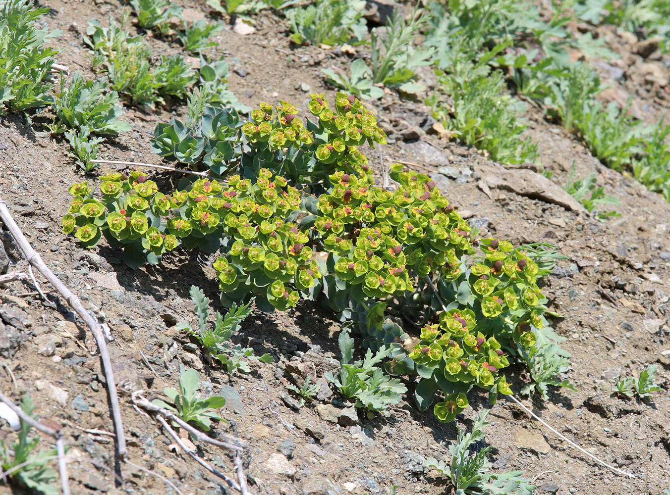 Image of Euphorbia myrsinites specimen.